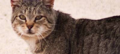 Katzen