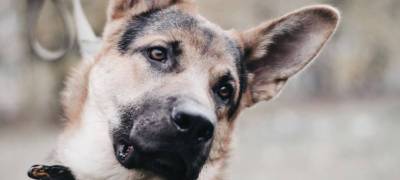 Hunde