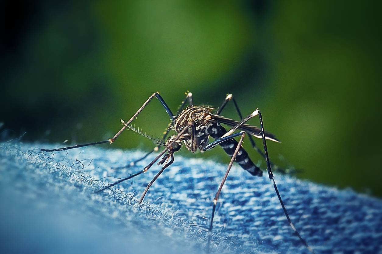 Aedes japonicus Asian Bush Mosquito Insect